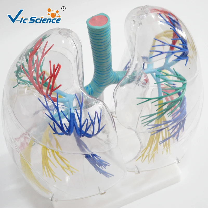 Человеческий Размер жизни в 2 раза увеличенные прозрачные легкие - купить по