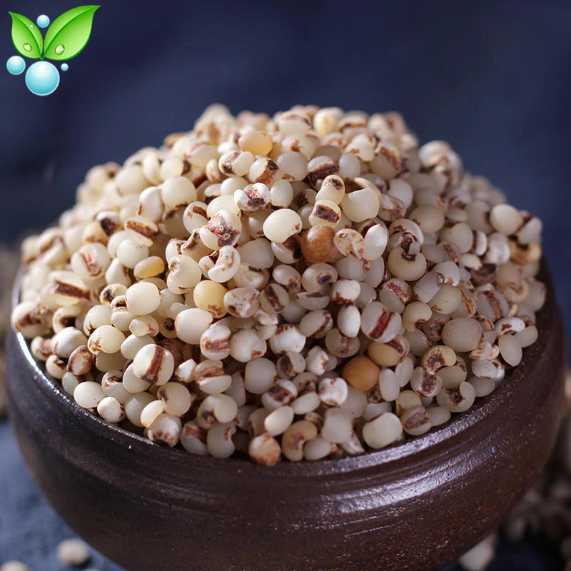 

Coix,Coix Seed,Yi Yi Ren ,Coix Fruit,Semen Coicis,Chinese Herb - Coix Fruit,The Spleen Benefit Stomach