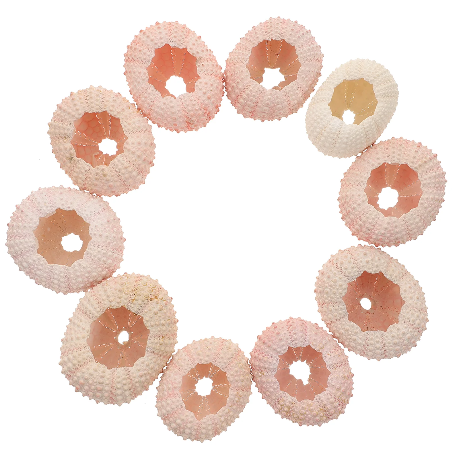 

Sea Urchin Shell Airshells Nautical Beach Urchinssucculent Decorations Aquarium Hanger Crafts Ocean Gifts Facors Party Theme