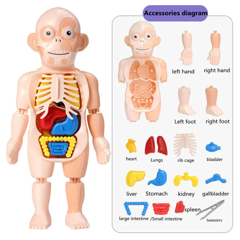 

Children's Medical Early Education Assembly Toy Human Body Simulation Skeleton Bone Organ Anatomical Structure Model Toy Gift