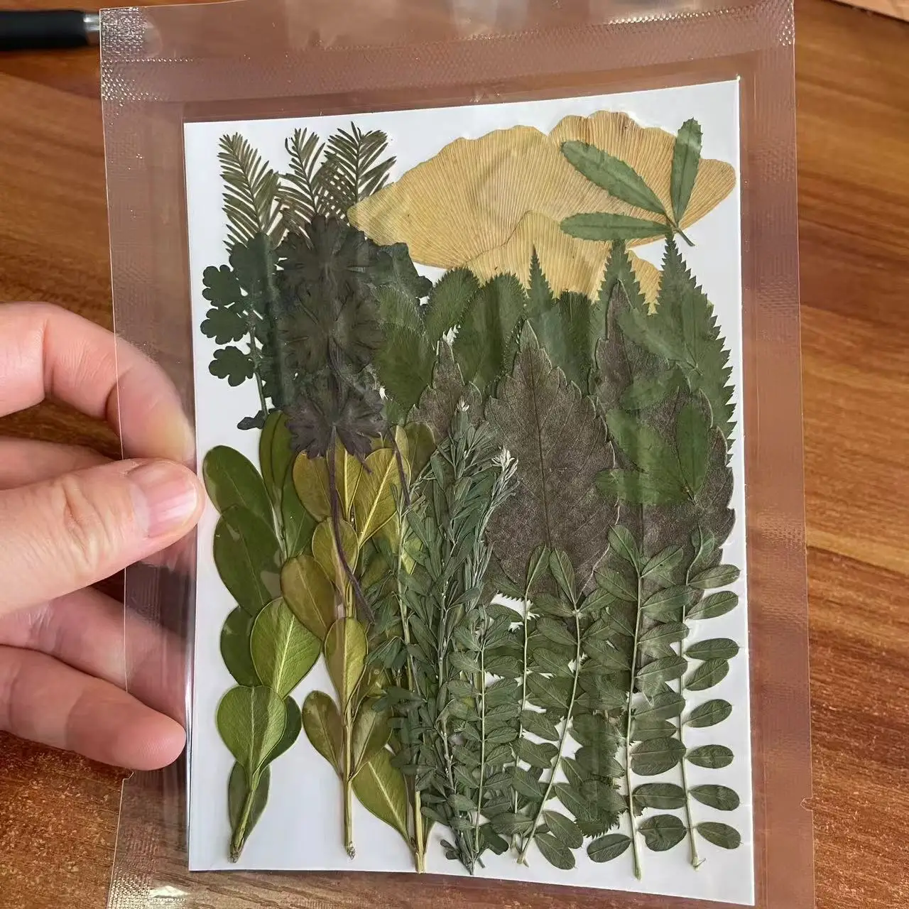 

Набор прессованных листьев NYAConfetti