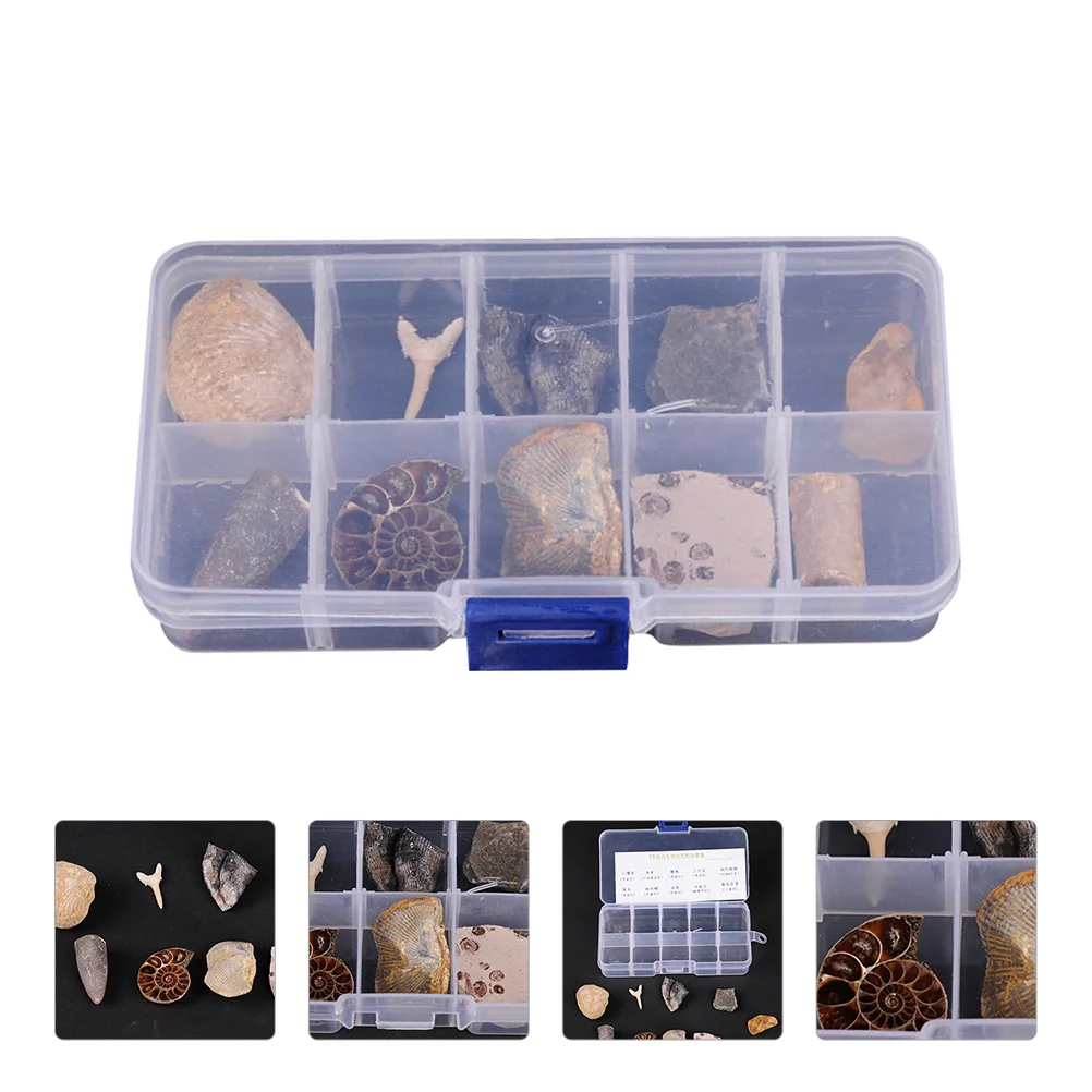 

Fossil Specimen Fossils Teaching Model Collection Kit Adornment Science Paleontological Orthoceras Activity Toy Desktop Ornament
