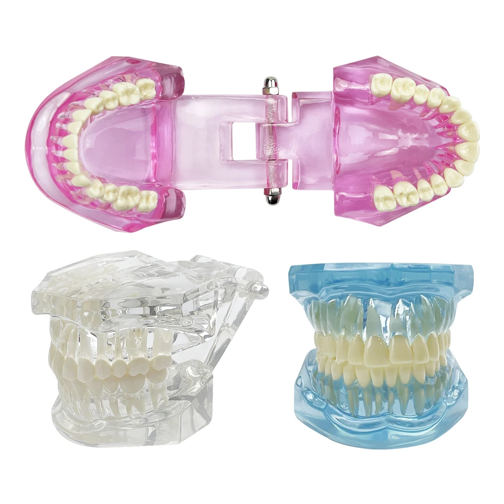 1 шт. прозрачная модель зубных зубов для изучения обучения образования