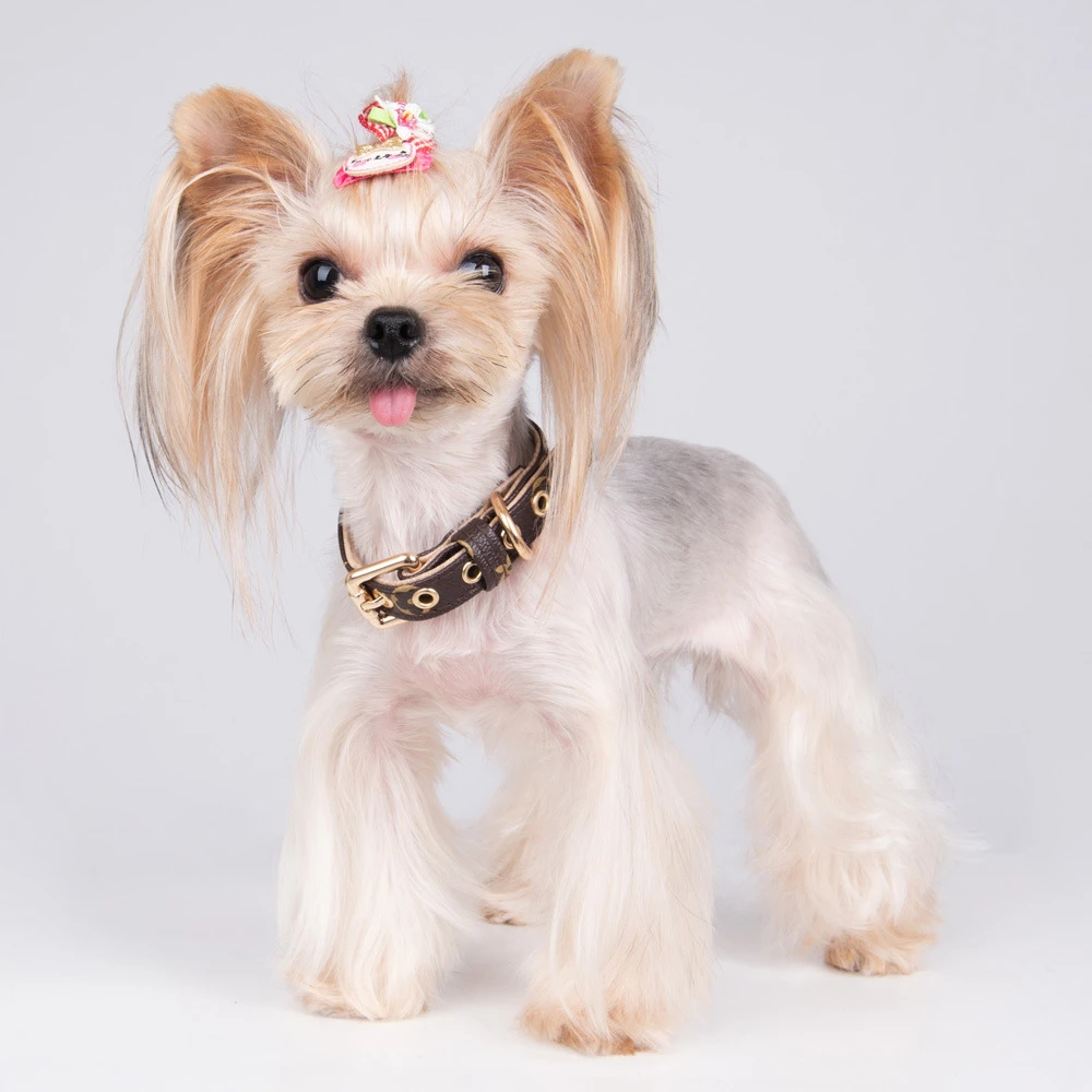 Set guinzaglio e collare per cani accessori di design Bulldog francese Schnauzer Corgi Chihuahua Cat in pelle