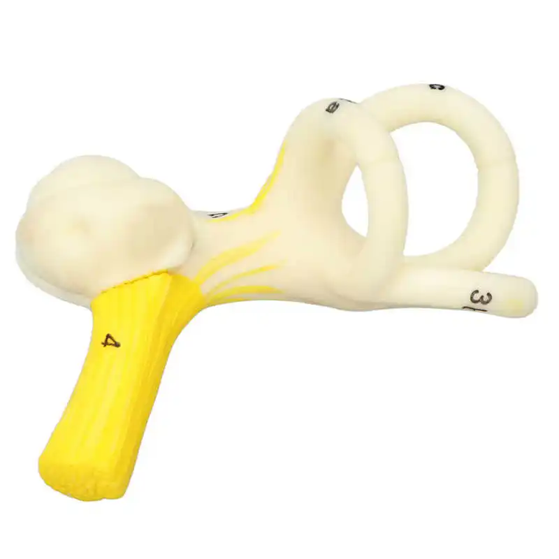 

Полукруглые серьги с внутренним ушным лабиринтом, модель лучшего понимания при обучении