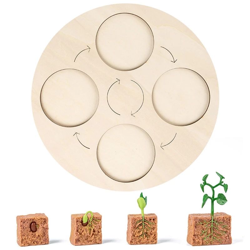 

Life Cycle Board Plant Life Cycle Board Set Lifestyle Stages Kids Teaching Tools Animal Growth Cycle Model