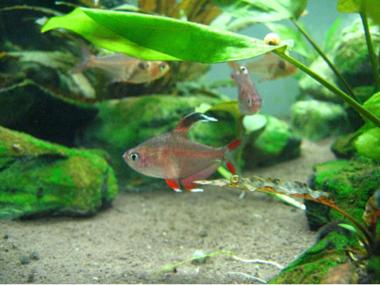Artemia cysts рассол креветки яйца мелкая и детская рыбная корм Bohai 425G