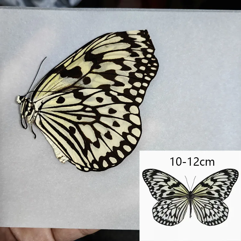 Образец бабочки с закрытыми крыльями настоящих бабочек. Идеально подходит для