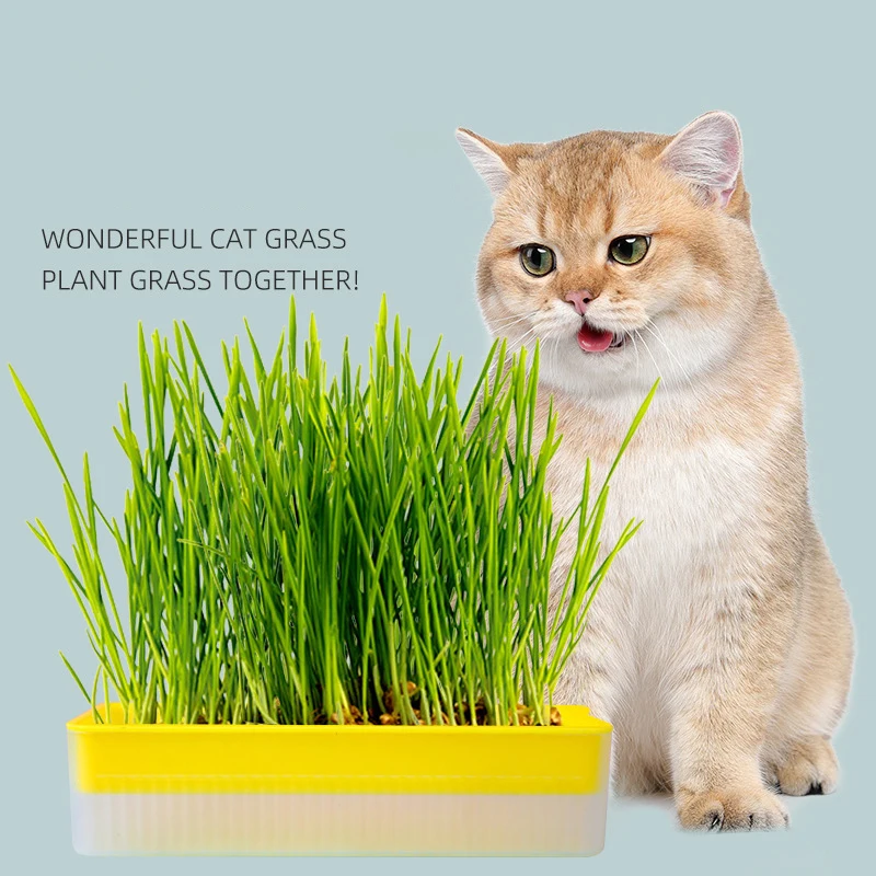 

Cat Snack Cat Mint Planting Hydroponic Box Cat Grass Pot Color Contrast Hydroponic Cat Grass Box Det Cat Grass Planting Bowl