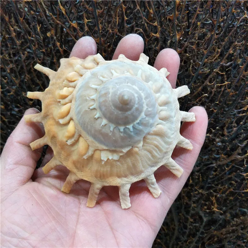 Коллекция украшений для дома из натуральной раковины и ракушек улитка