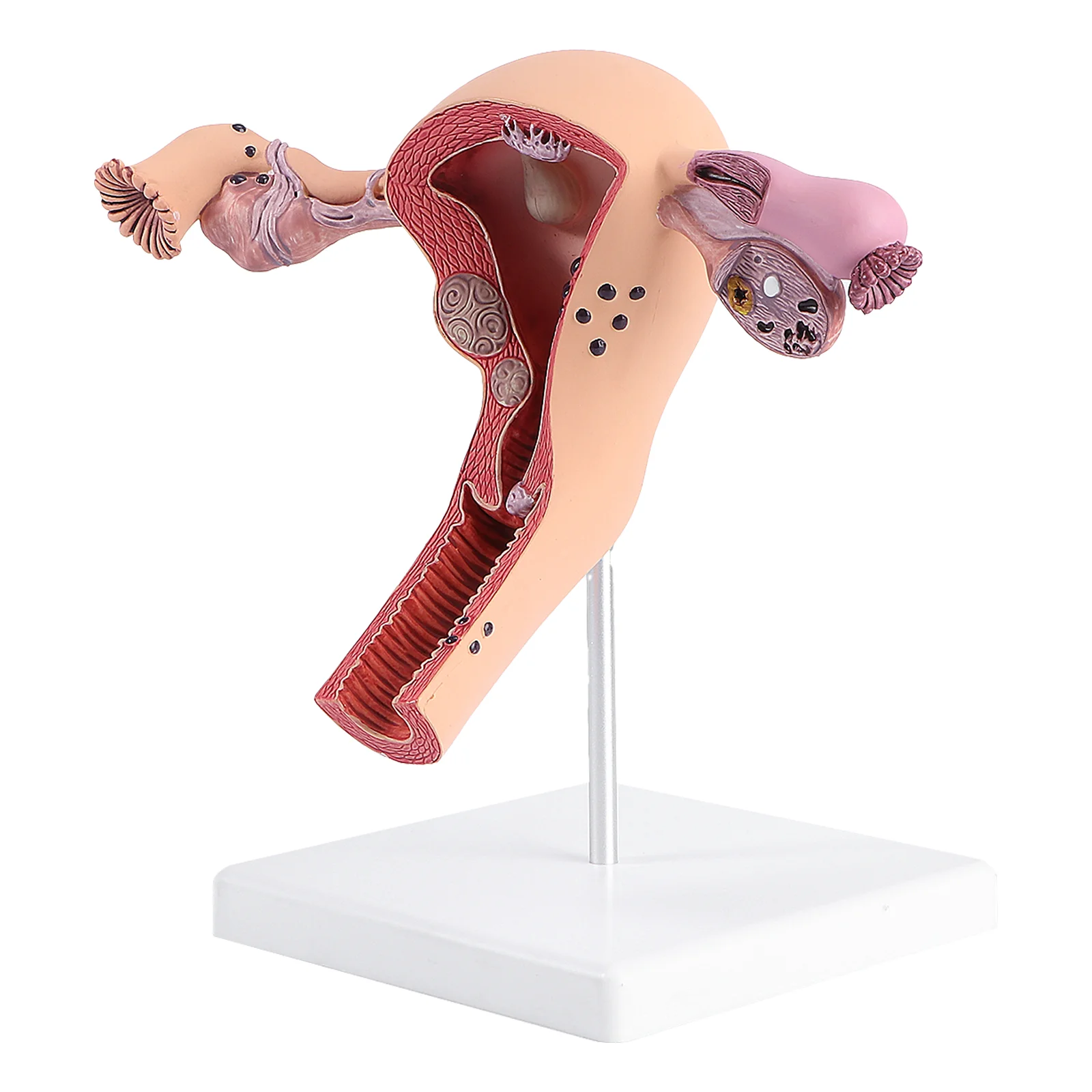 

1Pc Female Internal Reproductive Anatomical Model Human Anatomy Model