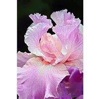 5d diamond painting pink plant flower full drill by number kits diy diamond set arts craft decorations