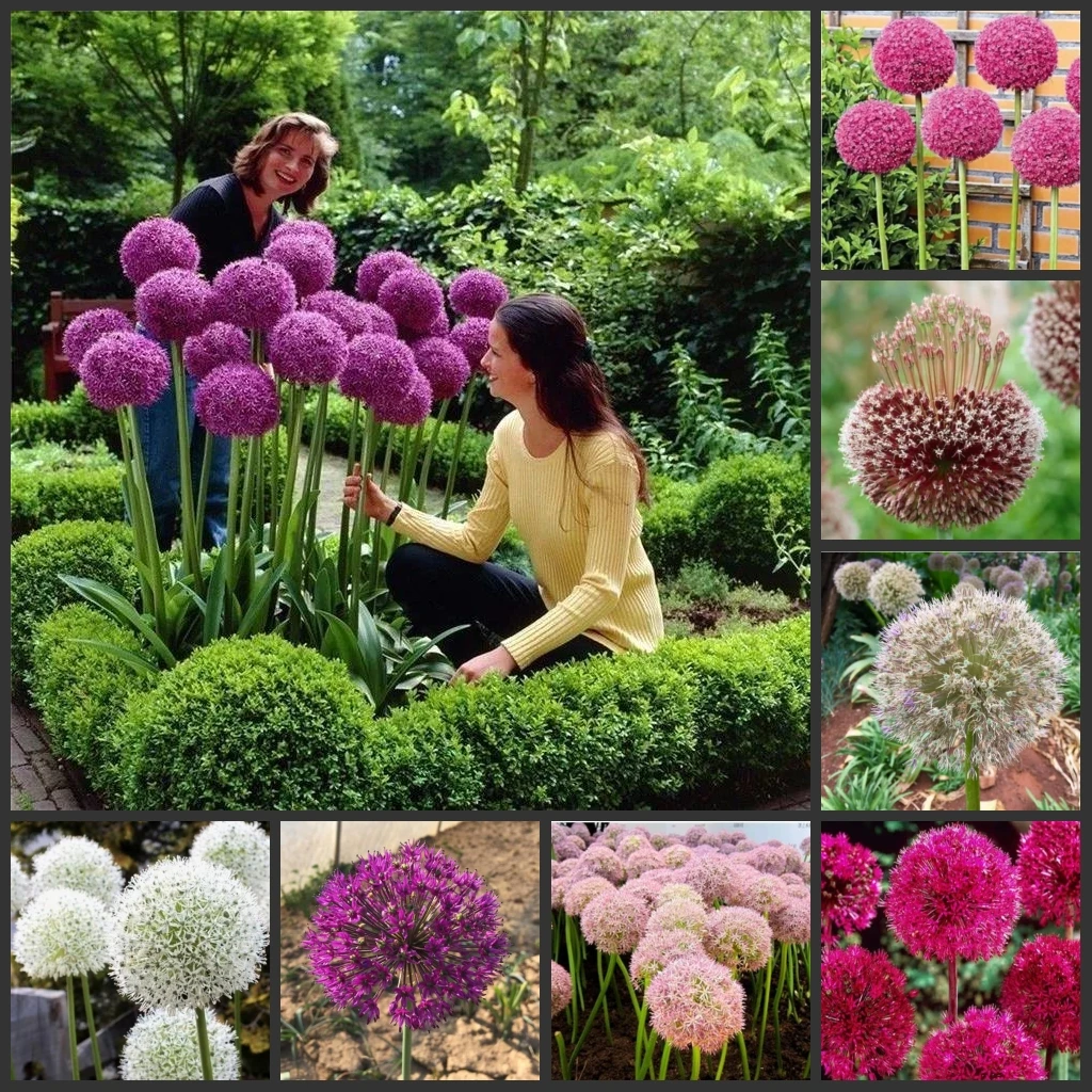 

50 шт./партия-«Космос/Allium/лупинус»-семена