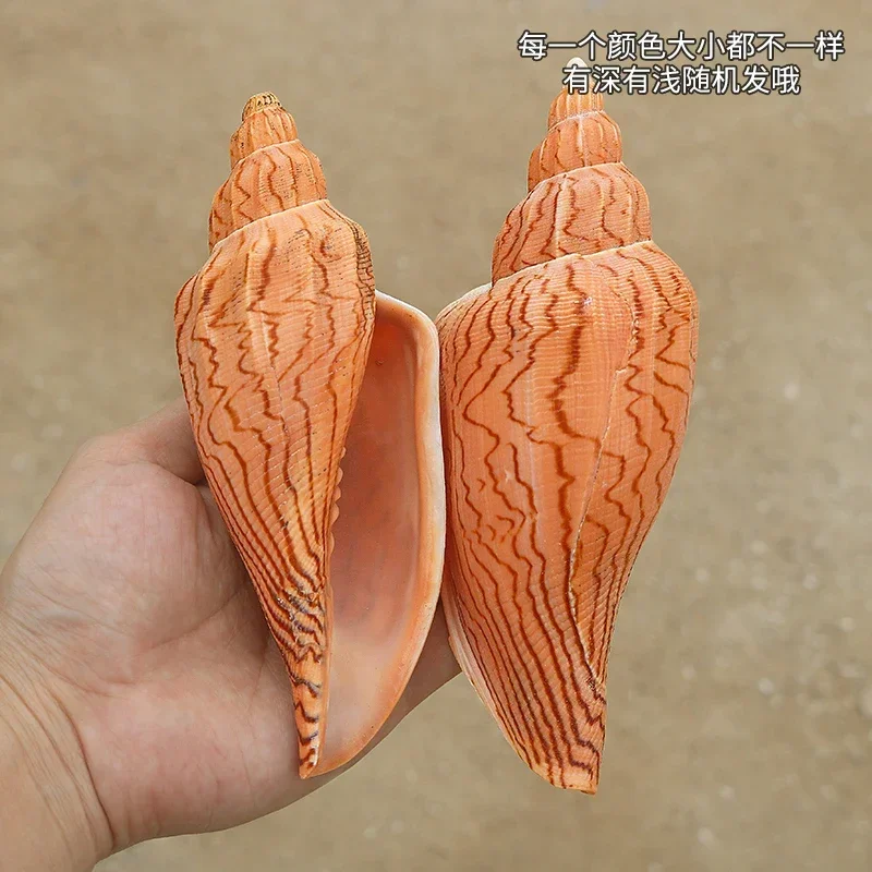 Молния вихревой образец Природный редкий раковины аквариума Ландшафтный Декор