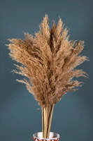 natural shocked pampas 16 pieces 2021 home decoration dried flowers stylish living rooms