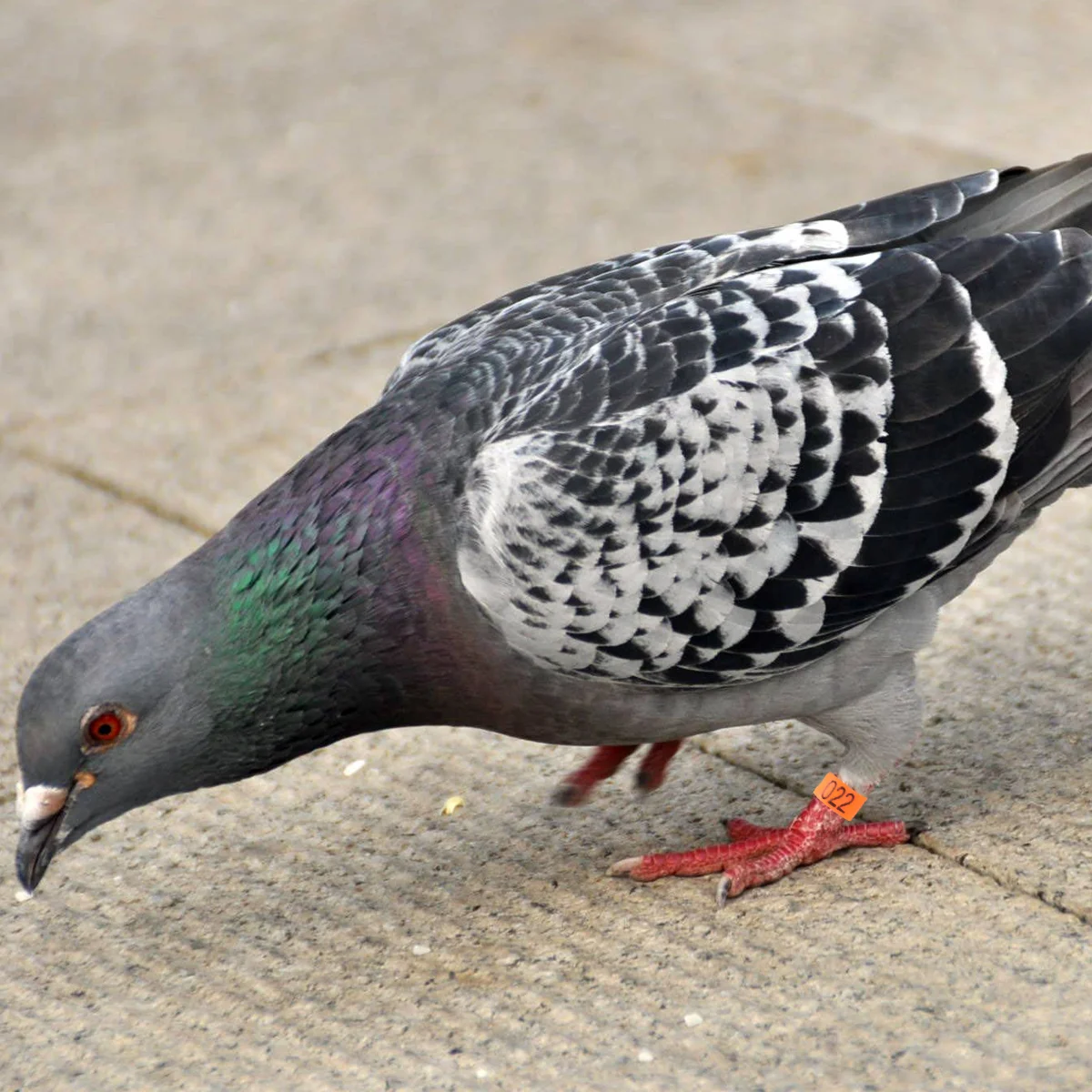 

100 PCS Jugetes Pigeon Identification Rings Parrot Toys Pigeon Number Rings Babies Bird Foot Rings Leg Ring