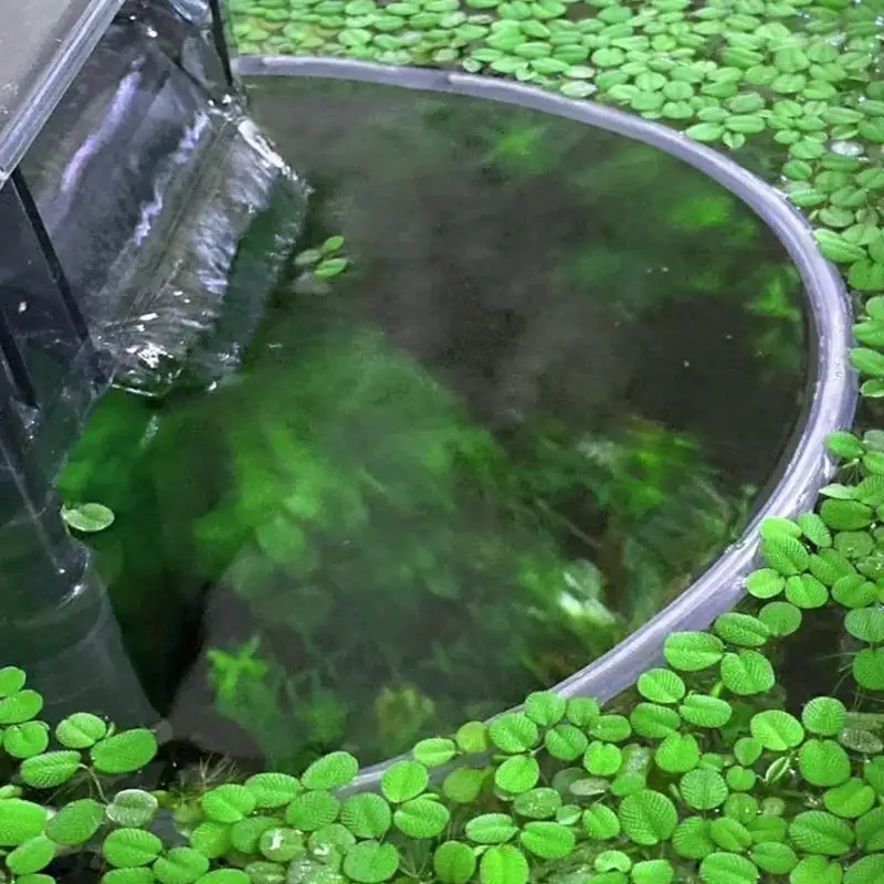 Плавающее растение для аквариума коралловый силиконовый аквариум плавающий