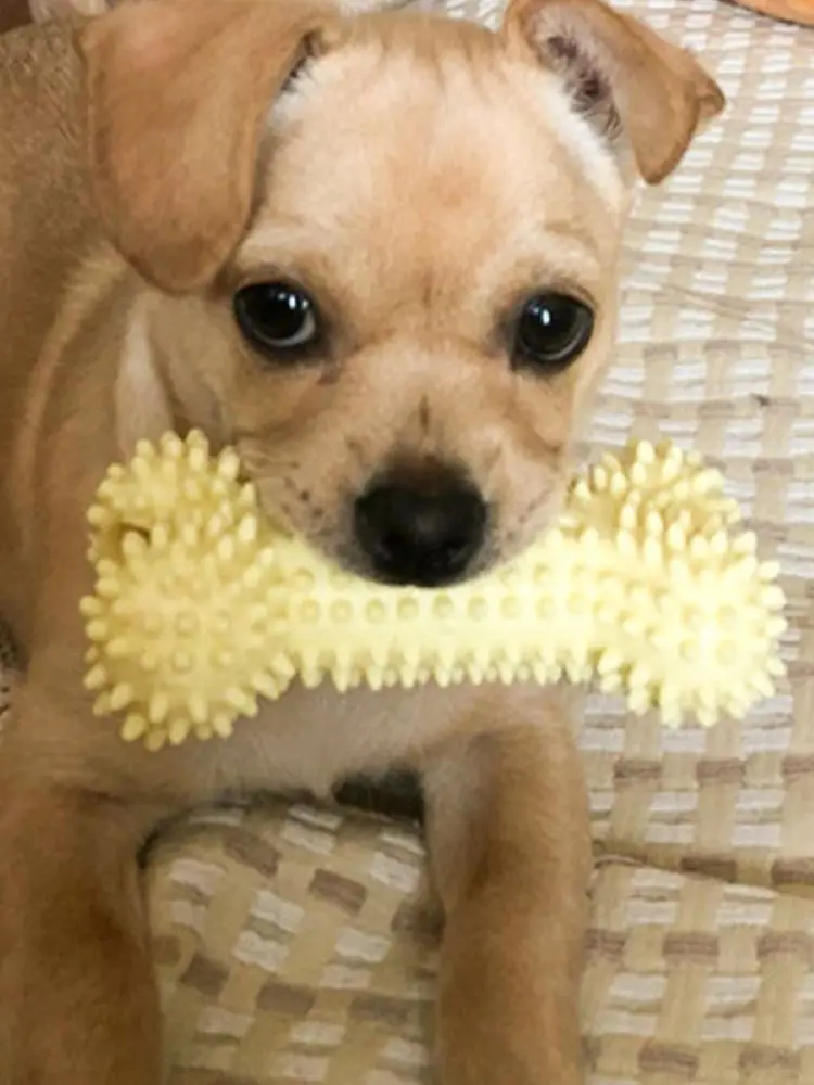 

3PCS Macaron Rubber Toy Teeth Cleaning Chew Training Toys Pet Supplies Puppy Dogs Cats Pet Products Dogs Resistance To Bite Toy