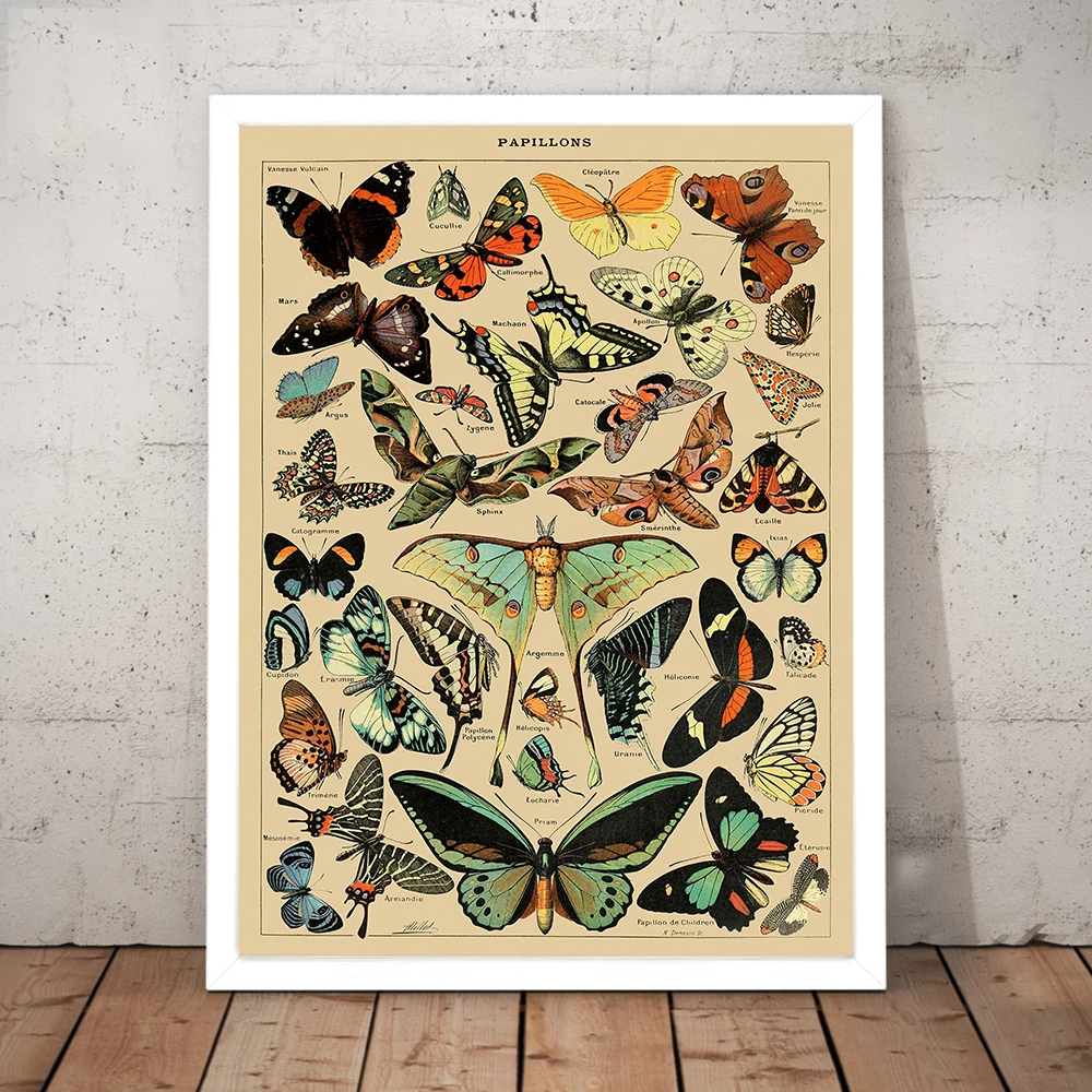 

Винтажная энциклопедия плакаты бабочка насекомые картины на холсте принты Настенная картина иллюстрация Куадрос для гостиной дома