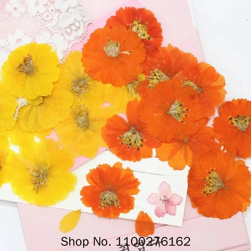 

120pcs Dried Pressed Flower Cosmos Sulphureus Cav. For Epoxy Resin Pendant Necklace Jewelry Making Craft DIY Accessories