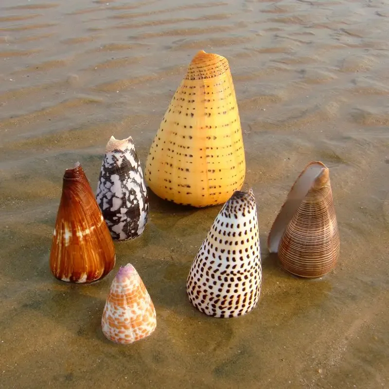 Натуральная ракушка коническая Улитка гобелен Кукуруза аквариумное украшение