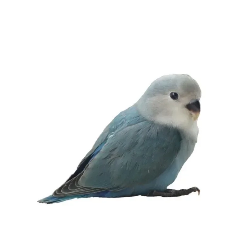 4/6 ступеней деревянная лестница интерактивная игрушка для птиц попугаев клетки