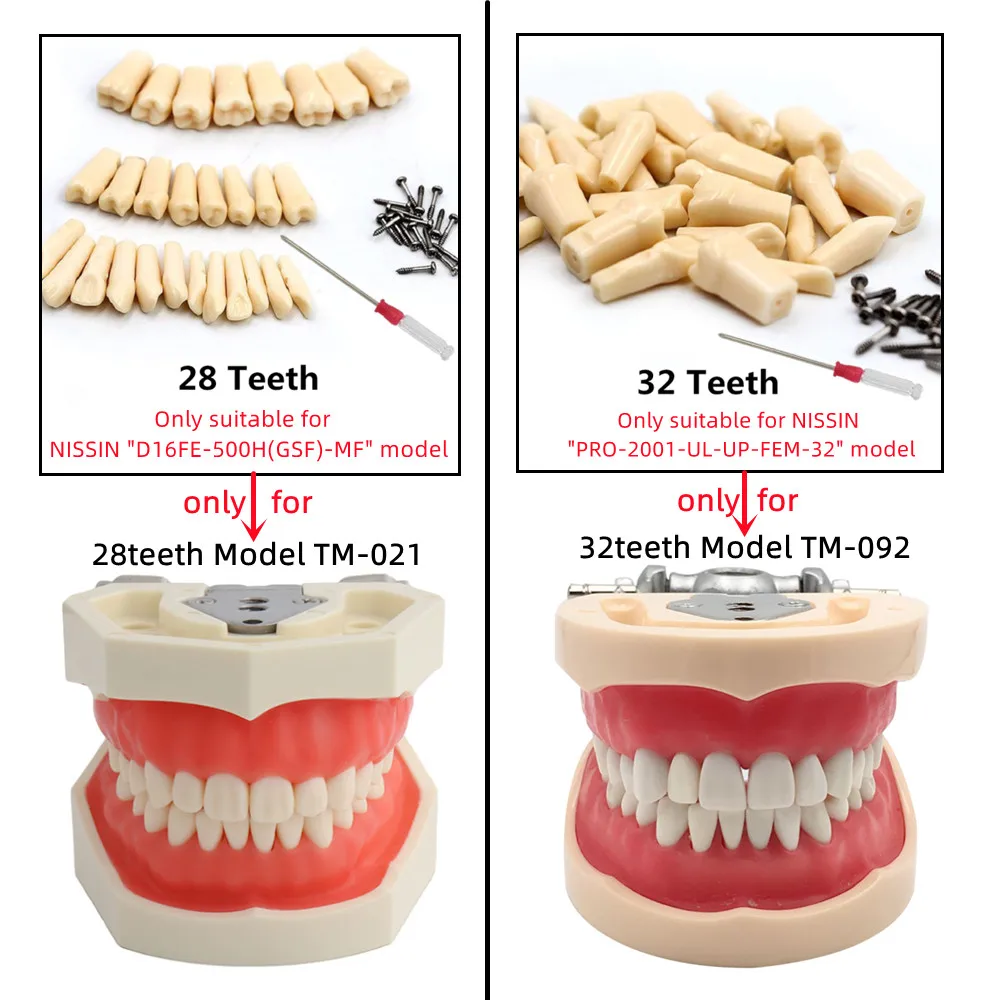 Dental Model Teeth Teaching Model With Gum Removable Tooth For Dentistry Technician Practice Training Studying   Typodont Models images - 6