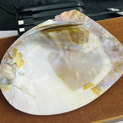 Натуральные перламутровые бусины из ракушек 140-200 мм, 5 шт.