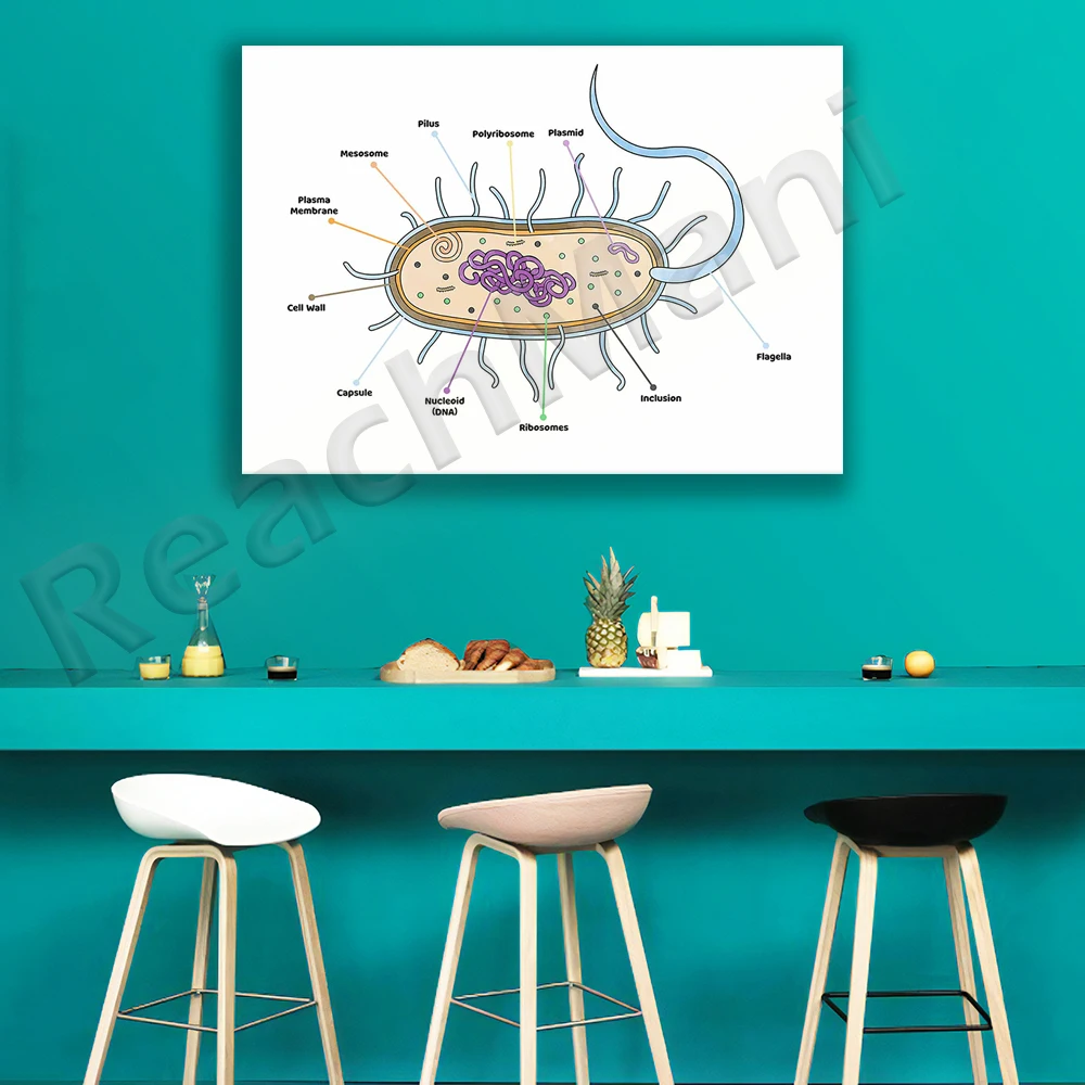 

Bacteria - Anatomy - Primer Picture Canvas Painting Art Poster Medical Education Home Decor