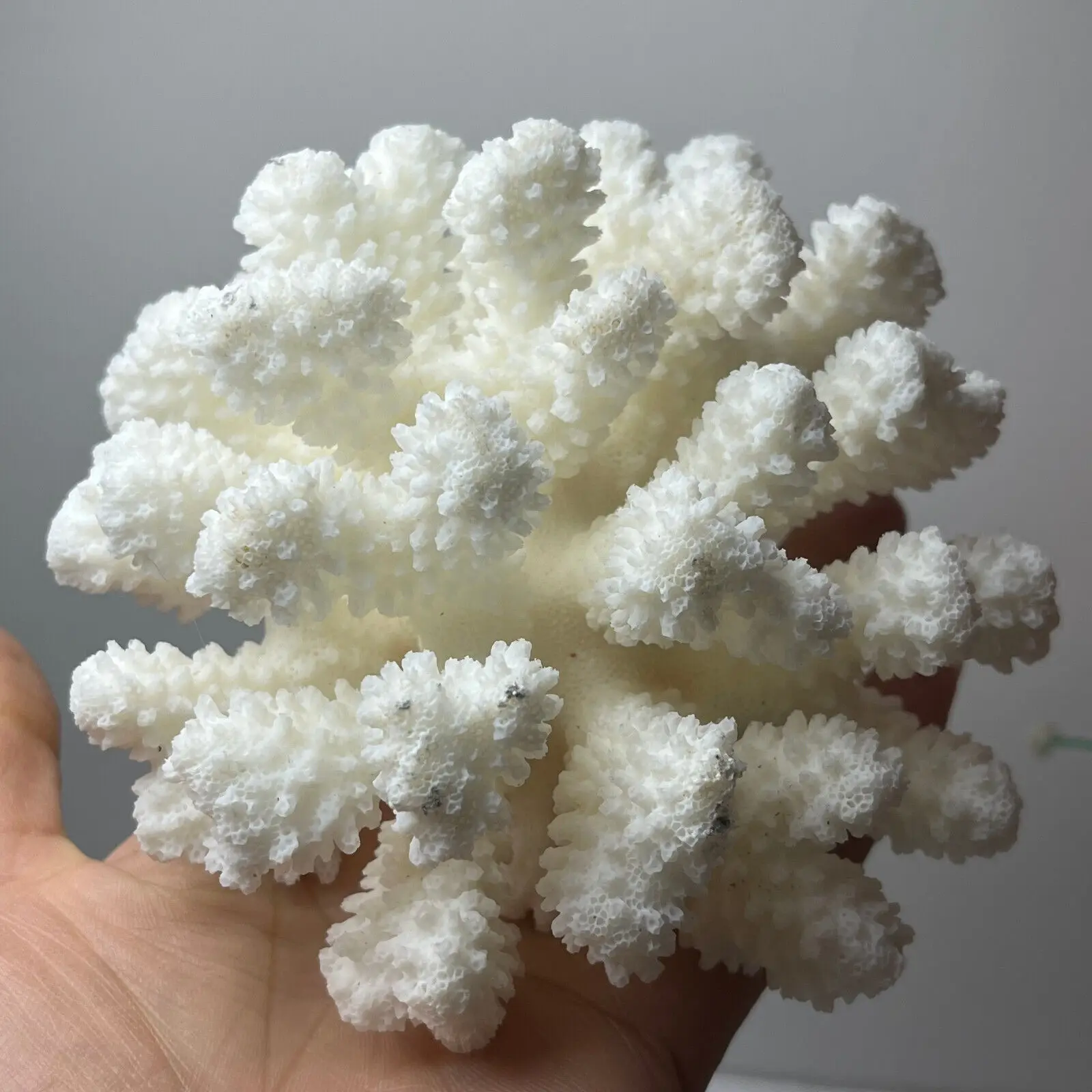Натуральный белый коралловый кластер, кристалл, аквариум, фотоэлемент, риф, образец, домашний декор, подарок