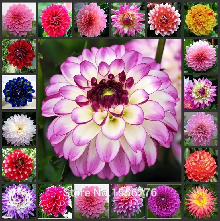 

50 цветочных полумасел «Далия»