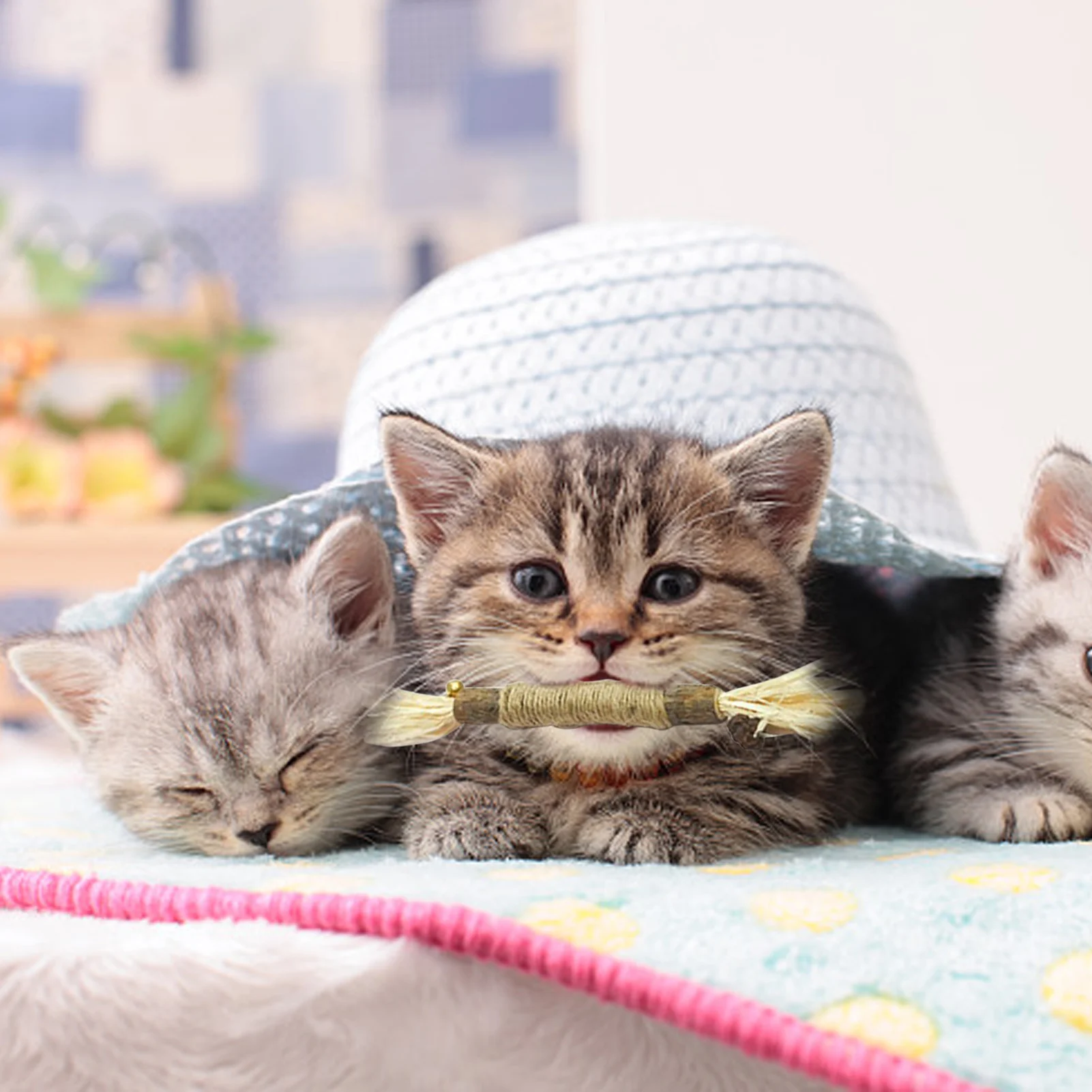 

6 шт., набор палочек для кошек, кошачья мята