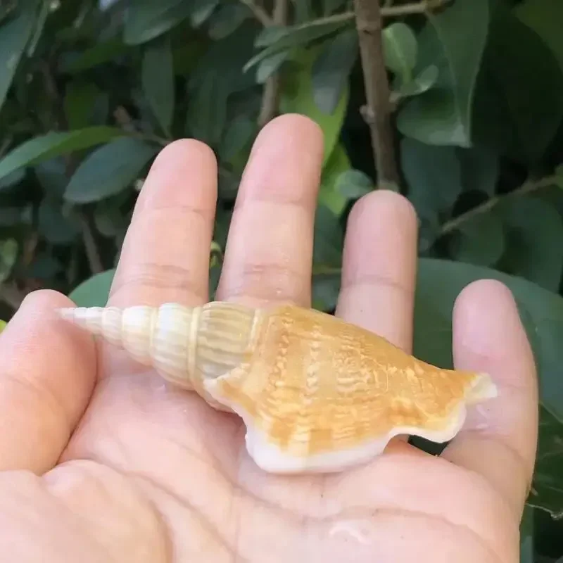 10 шт. Golden Ax Snail Natural Conch Shell Creative Handmade Diy Drift Bottle Fish Tank реквизит для свадебной