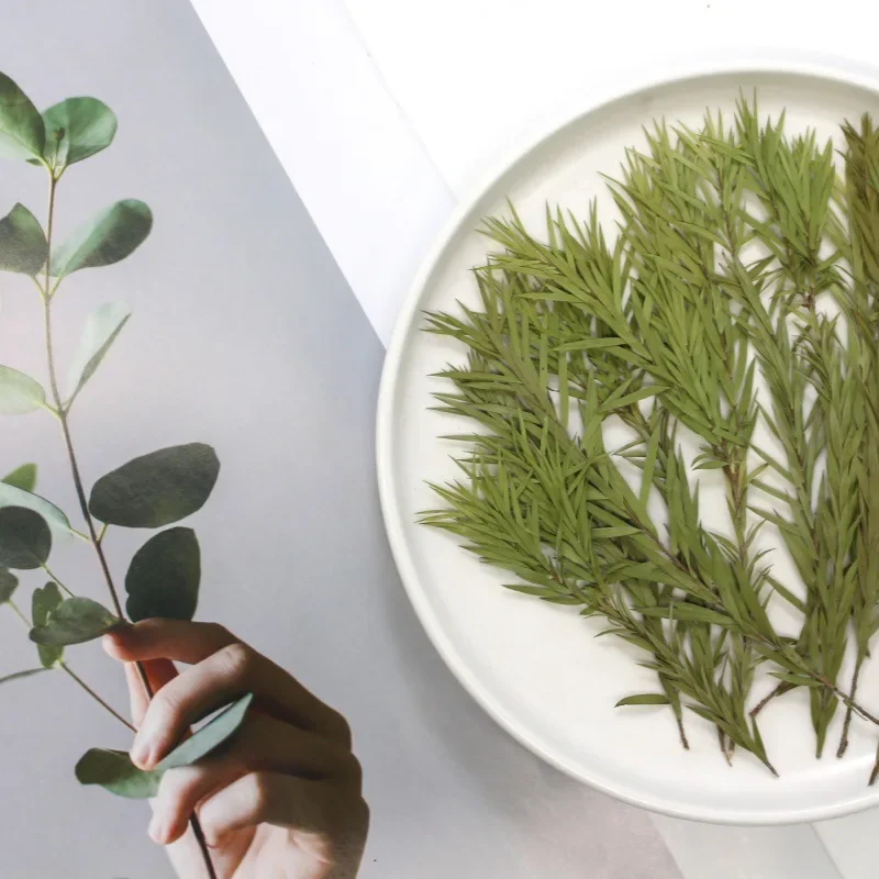 Натуральные прессованные мягкие сухие цветы рельефные натуральные листья