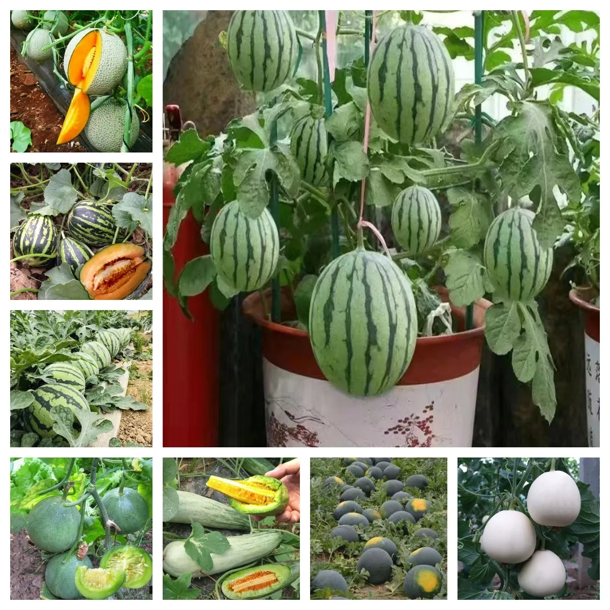 

25/80 Pcs cantaloupe fruit Watermelon cantaloupe melon