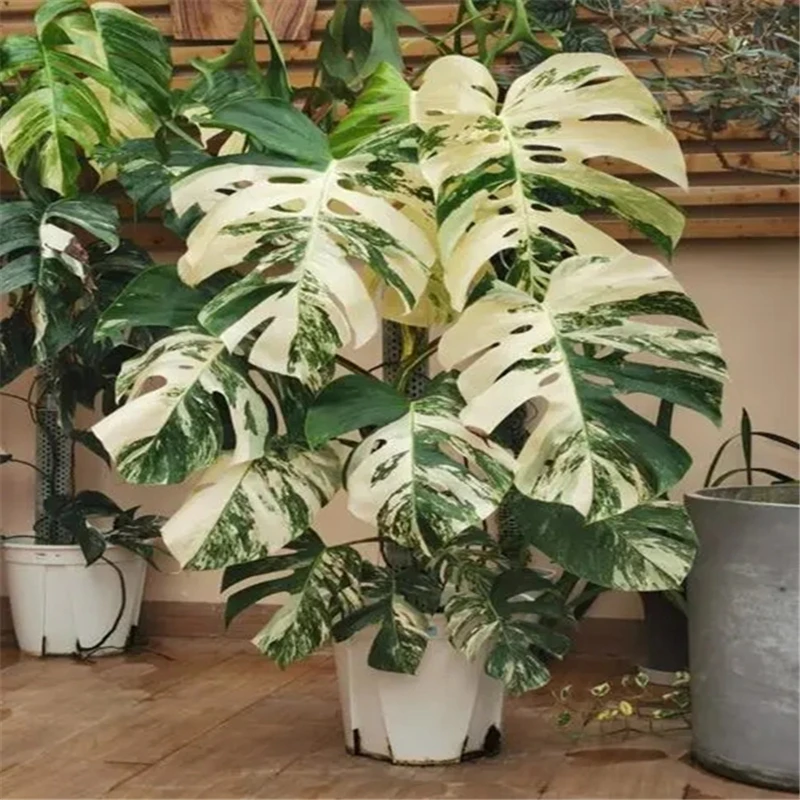 

50 шт., бамбуковые черепахи