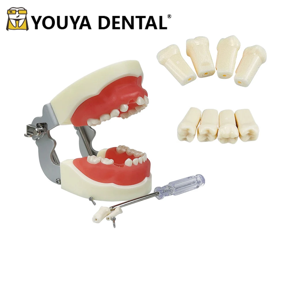 

Replacement Teeth Teaching Model Dental Resin Teeth Typodont Model For Filling Training Practice