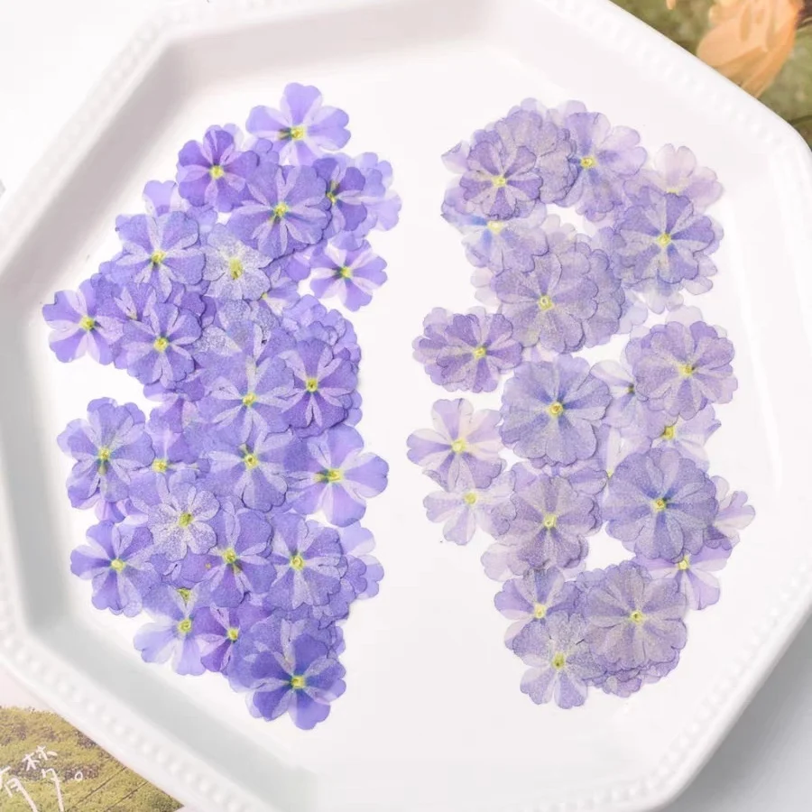 

60pcs Pressed Dried Candy Verbena hybrida Flower Herbarium For Epoxy Jewelry Card Bookmark Frame Phone Case Face Makeup Lamp