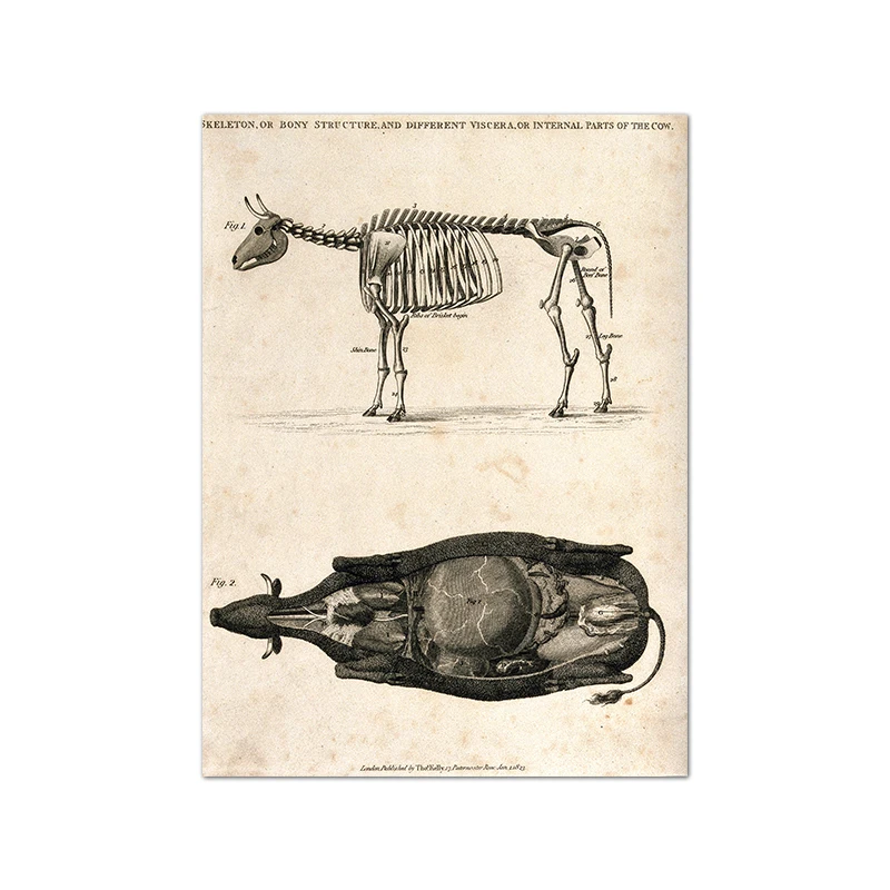 

Винтажные животные, анатомические диаграммы, постеры, лошадь, корова, собака, акула, анатомические фотографии, холст, живопись, биология, настенные художественные принты, декор