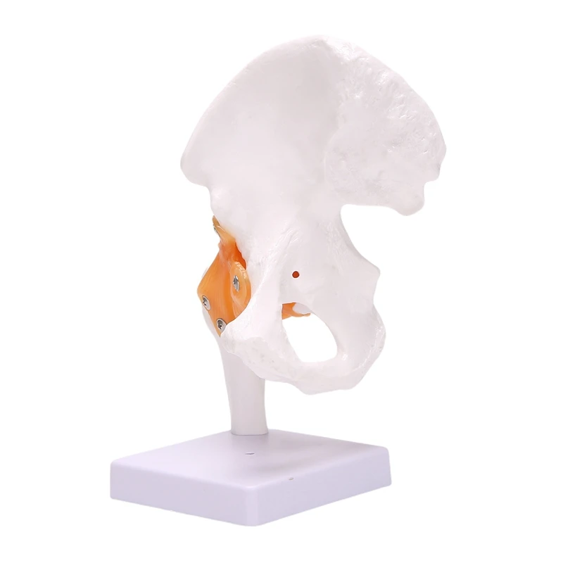 

Life Size Hip Bone Model - Hip Joint Model with Flexible Ligaments and Bony Landmarks Human Hip Joint Hip Joint Model