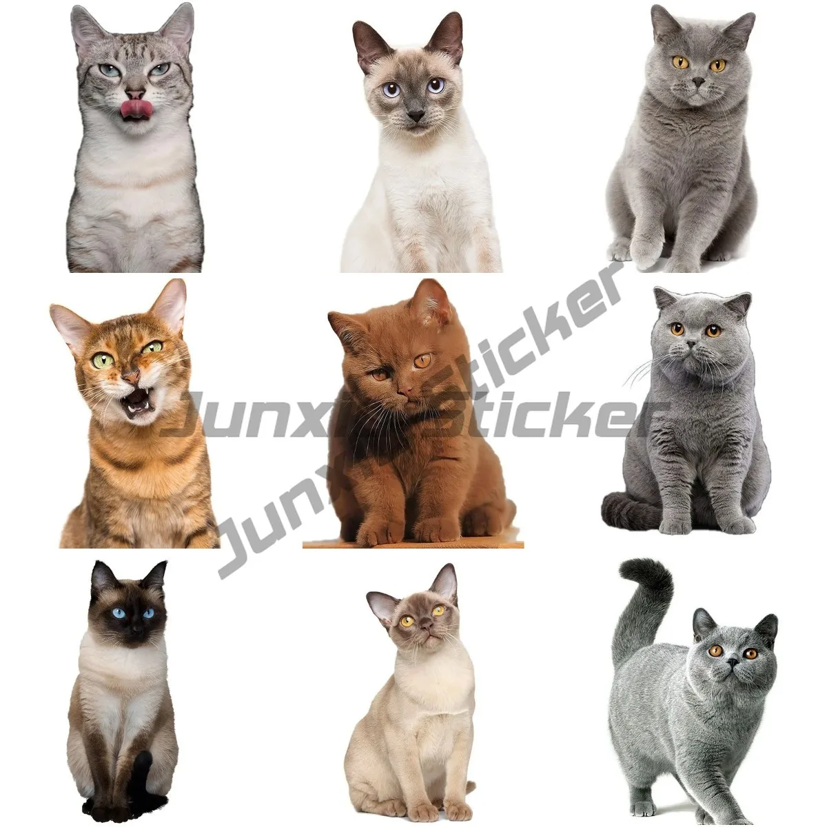 Автомобильная наклейка с милым котом персидским Birman Bombay британская