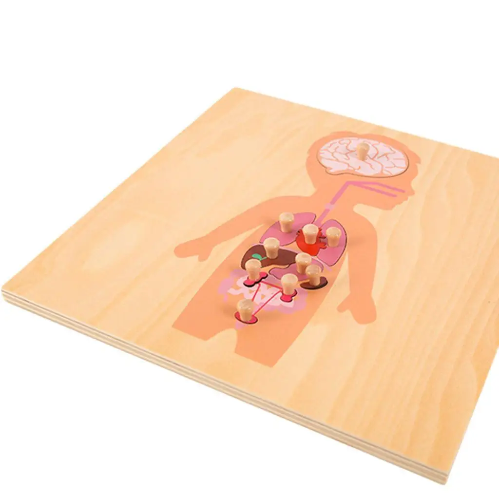 

Human Body Organ Structure Puzzle Ages 3 Kids Gift for Boy and Girl