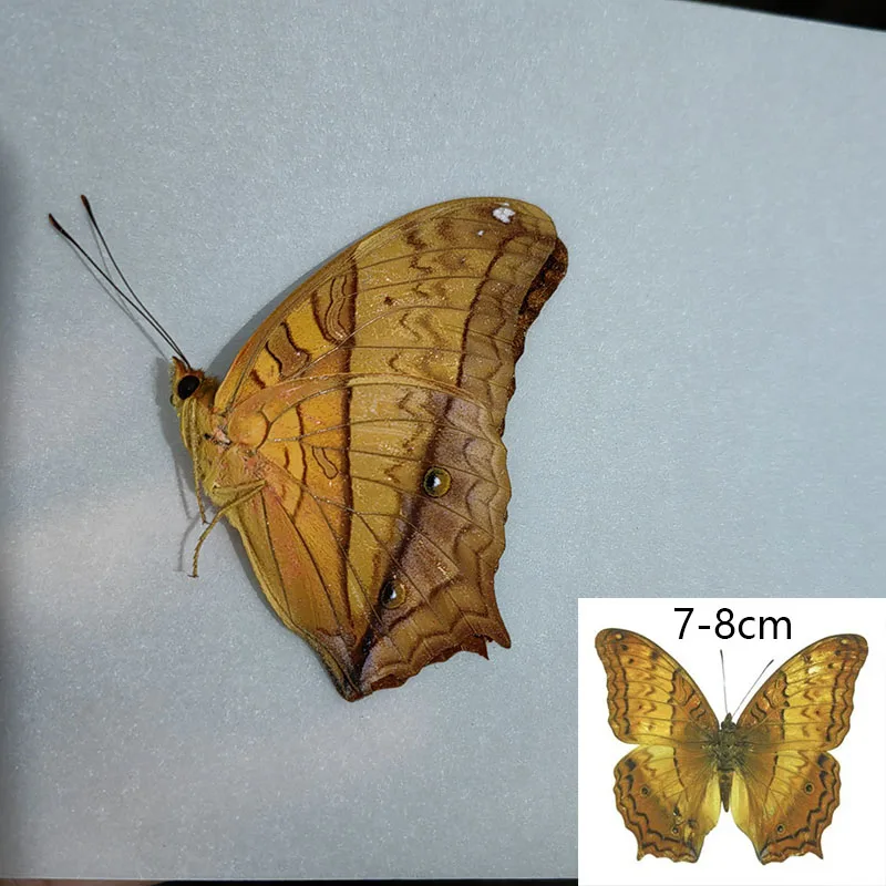 Набор образцов настоящей бабочки для украшения дома. Разные некрытые и ракушки