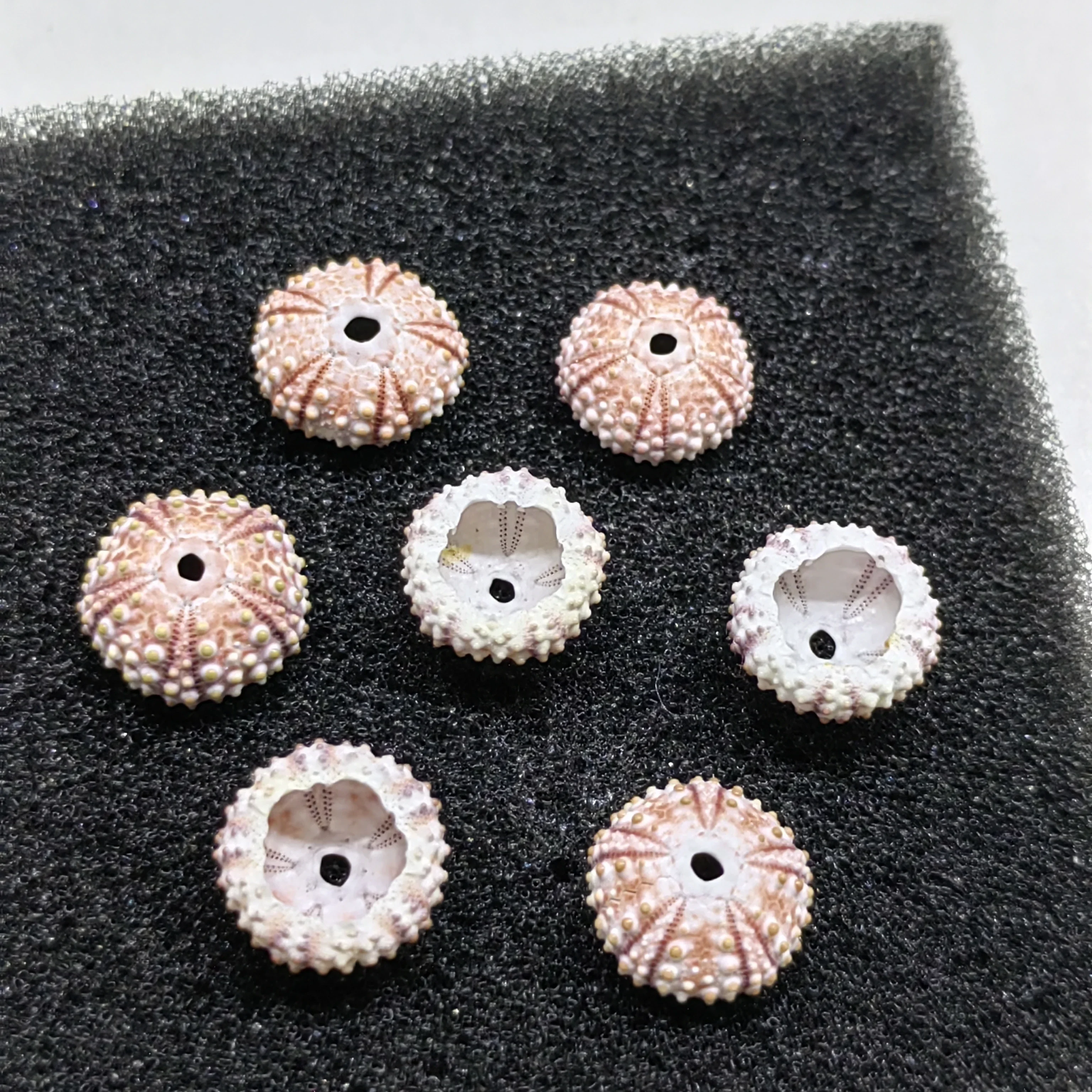 Натуральный греческий морской Морец образец украшение для дома ракушка аквариум