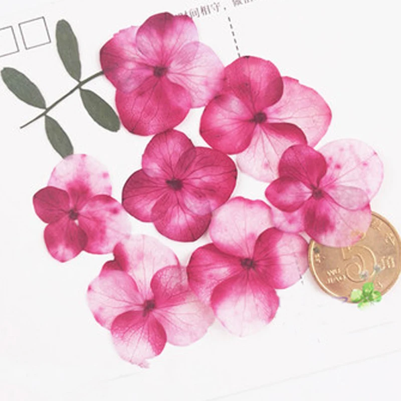 

Kids Birthday Party Supplies Dried Hydrangea Flowers Specimen Free Shipment Wholesale 1 lot/10bags(120pcs flowers)