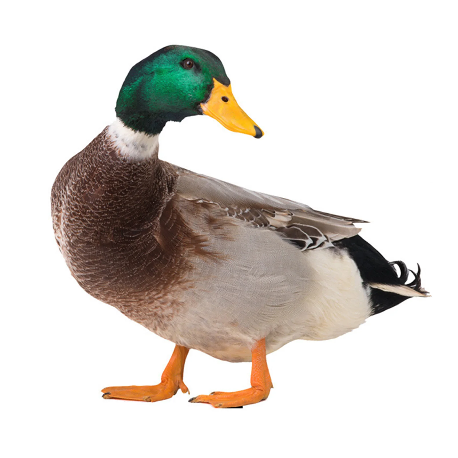 

Creative Duck Garden Stake Decor 2 Types Optional Duck Stake Ornament for Porch Yard and Garden