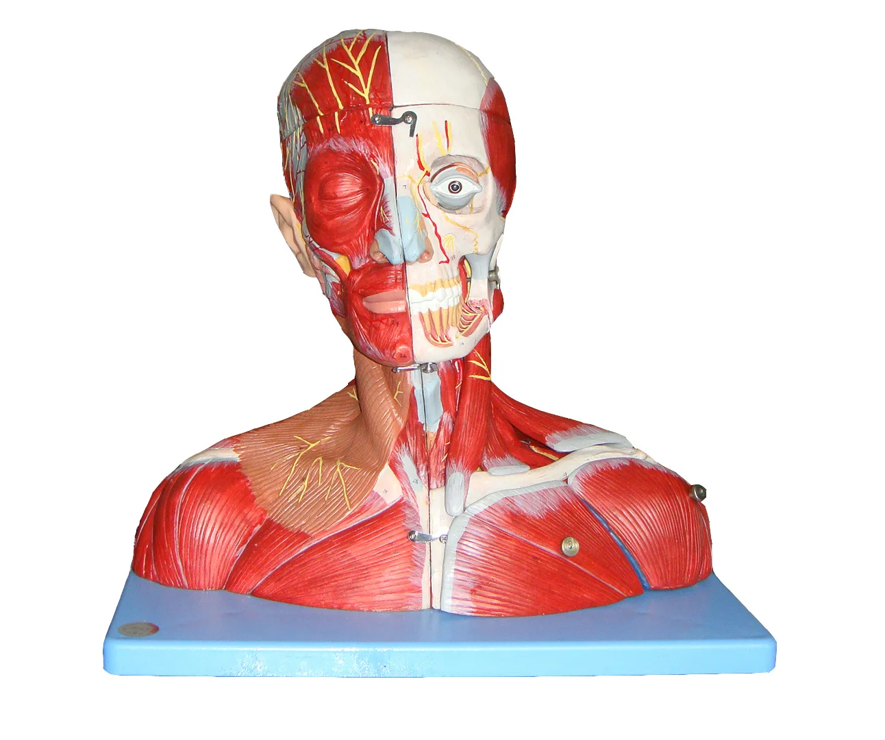 

Head And Neck Vascular Nerve Attachment Brain Model