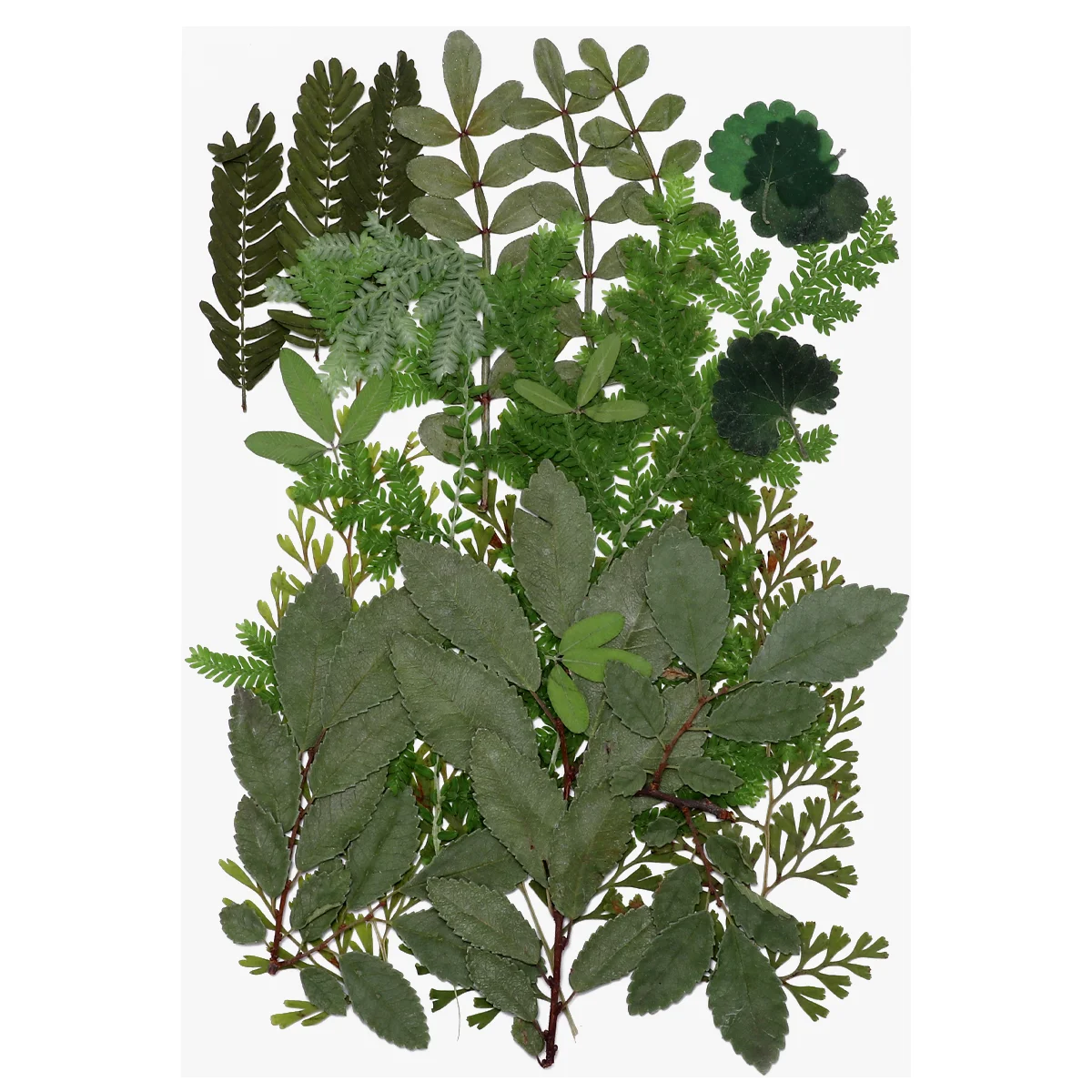 

Flowers Dried Pressed Leaves Flowerdry Leaf Making Diy Decoration Craft Party Wedding Crafts Resinscrapbook Natural Specimen