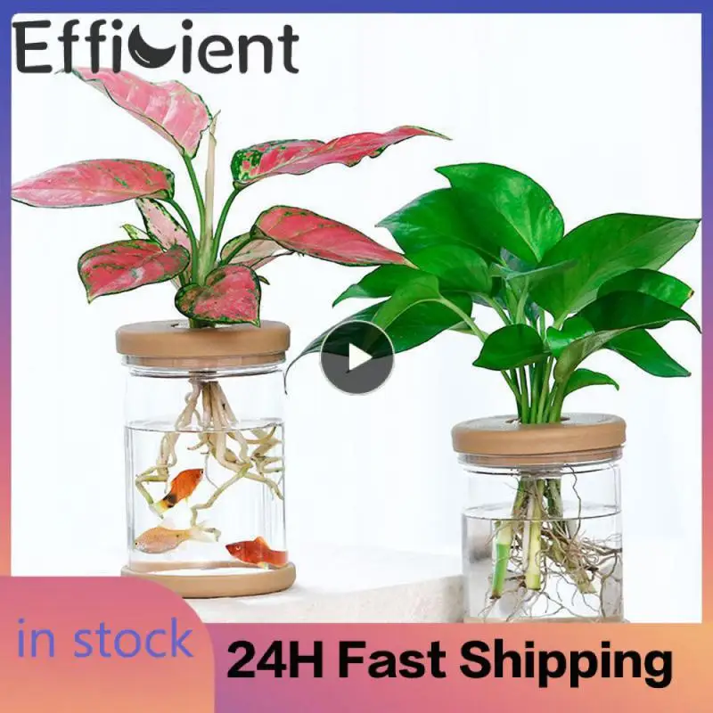 

Mini Soilless Plant Pots Green Plants Pot Fight A Drought Plants Pot Transparent Hydroponic Flower Pot Home Vase Decor Home Vase