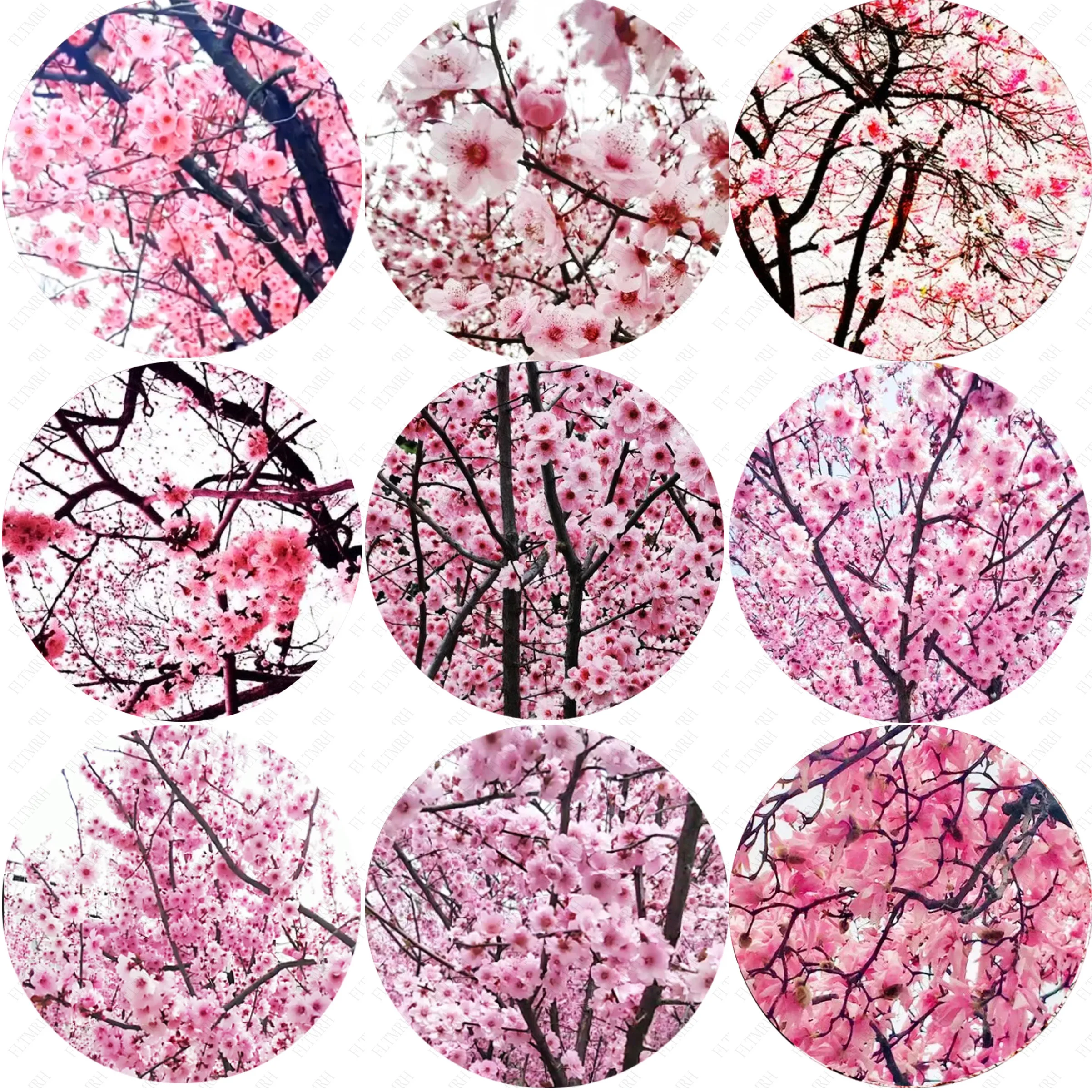 

Розовые и белые маленькие цветы, круглый стеклянный кабошон, фото, демонстрация плоской основы, лоток, без рисунка, сделай сам, изготовление ...